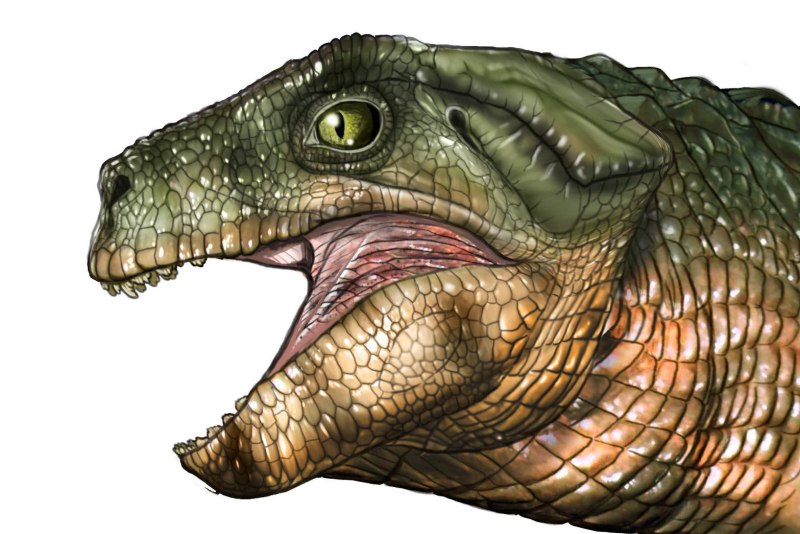Simosuchus clarki