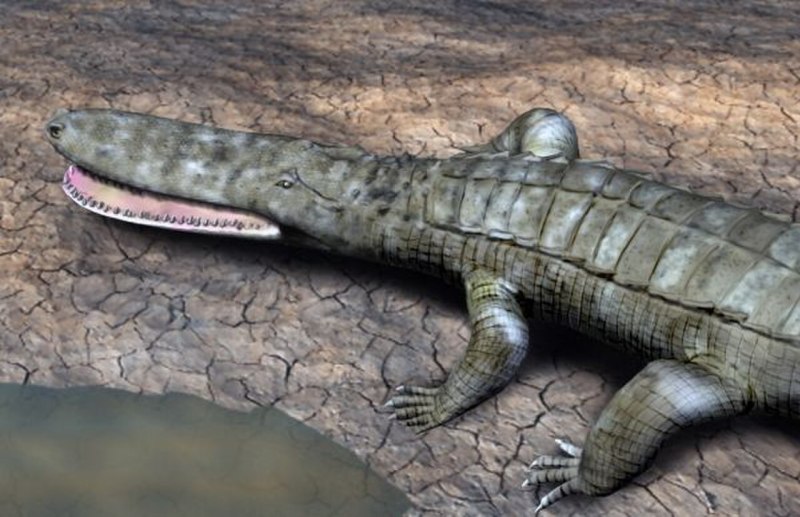 Anatosuchus Minor