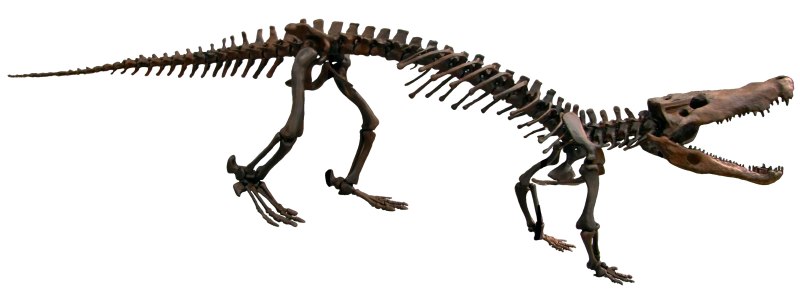 Boverisuchus magnifrons
