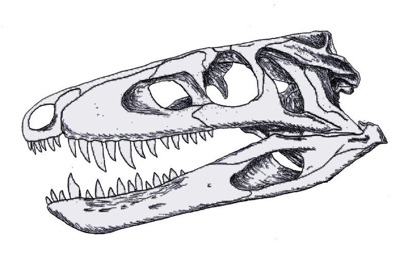 Sphenosuchus acutus