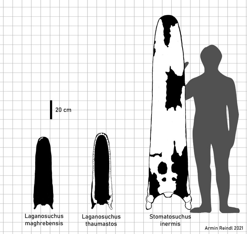 Stomatosuchidae