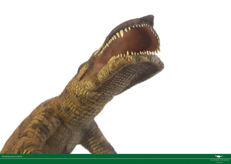 Anatosuchus Minor