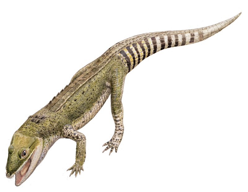 Araripesuchus wegeneri