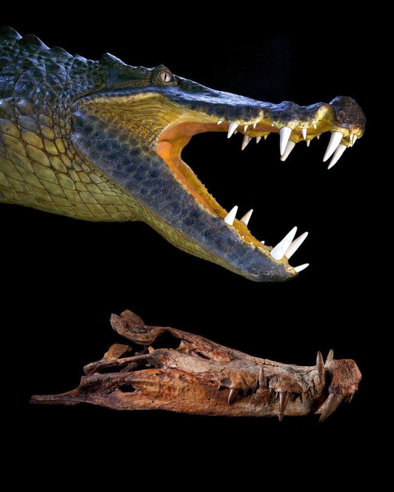 Kaprosuchus saharicus