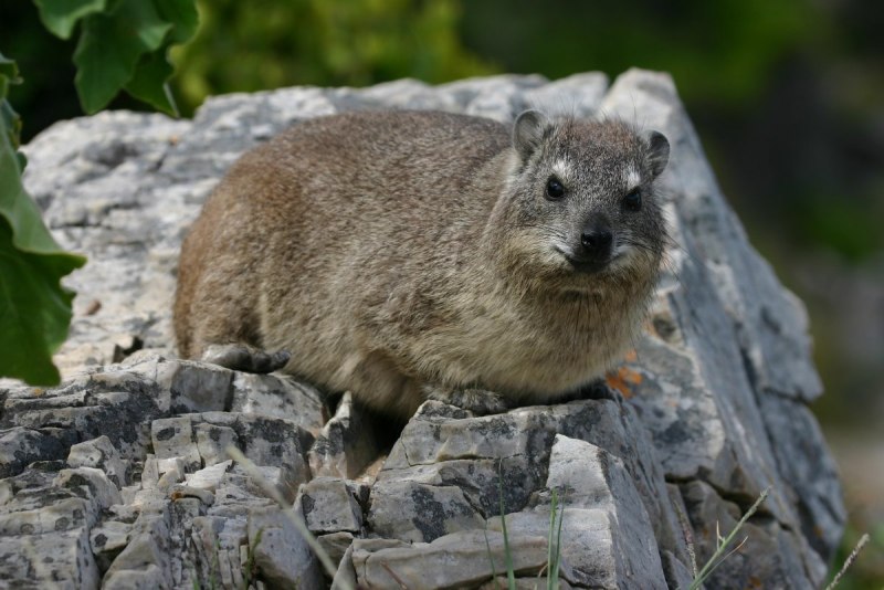 Даман скальный (Procavia capensis)