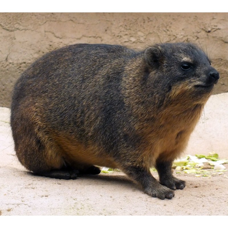 Капский Даман