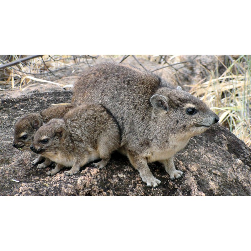 Даман скальный (Procavia capensis)