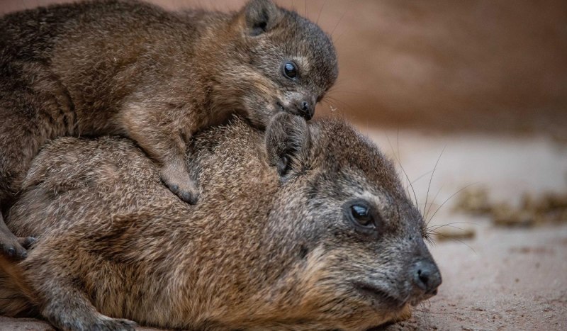 Капская Дамана кормят