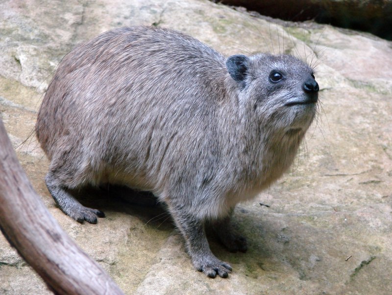 Капский Даман