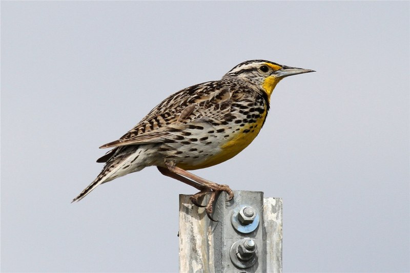 Западный Луговой трупиал (Sturnella neglecta)