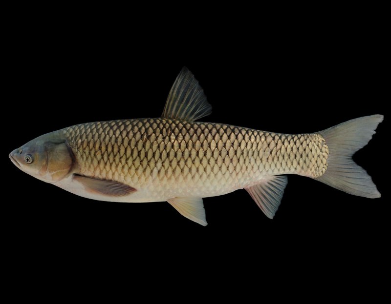 Черный Амур - (Mylopharyngodon piceus )