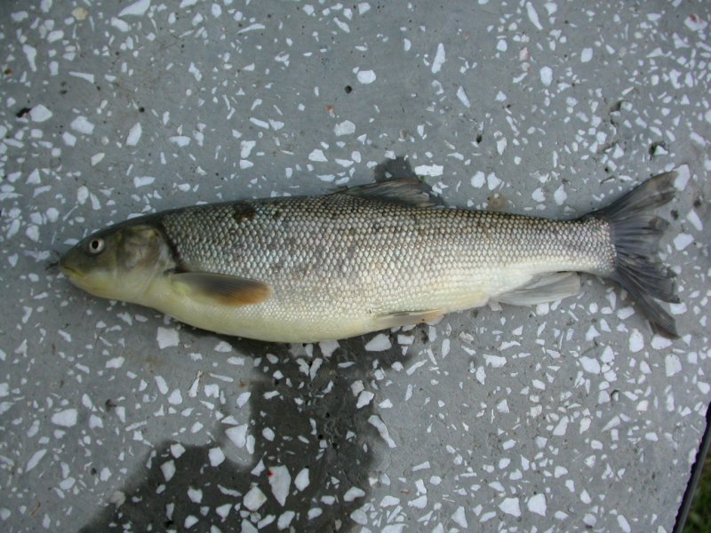 Алазанский храмули