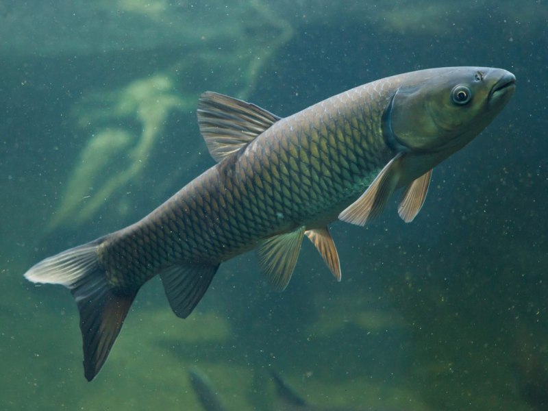 Черный Амур - (Mylopharyngodon piceus )