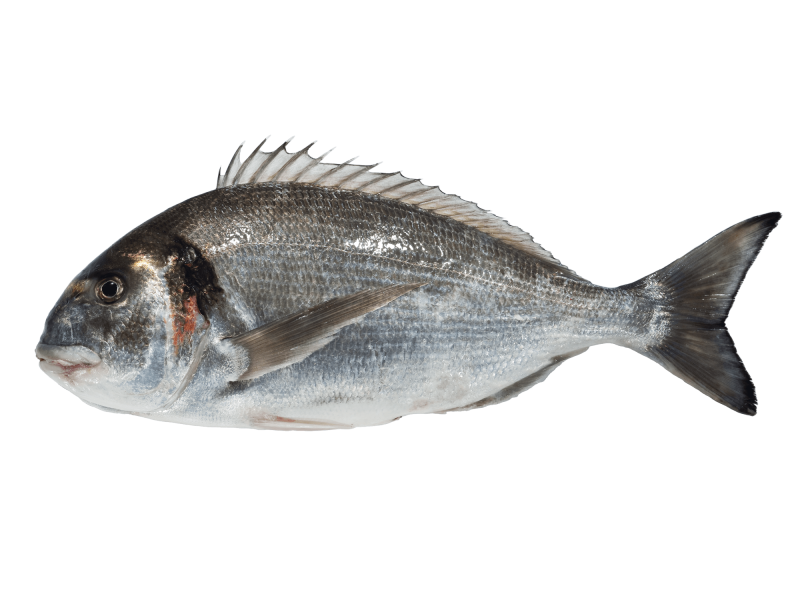 Seabream Carbonar