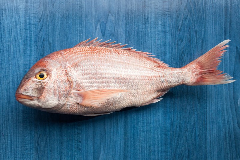 Pagellus erythrinus