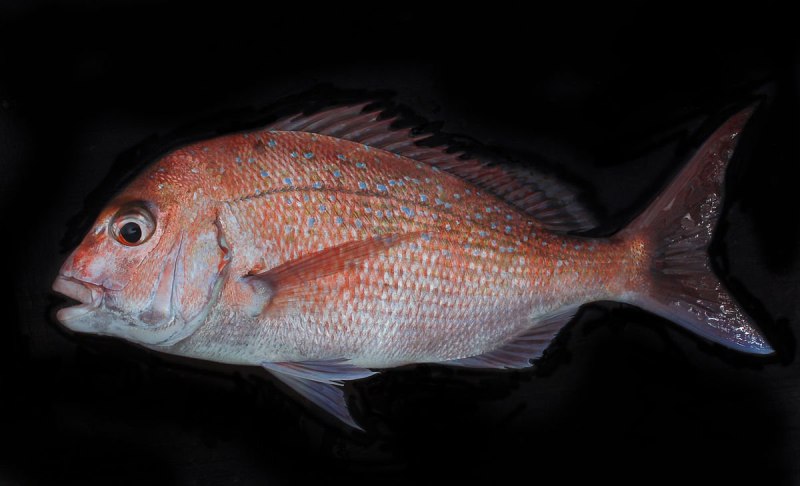 Pagrus auratus