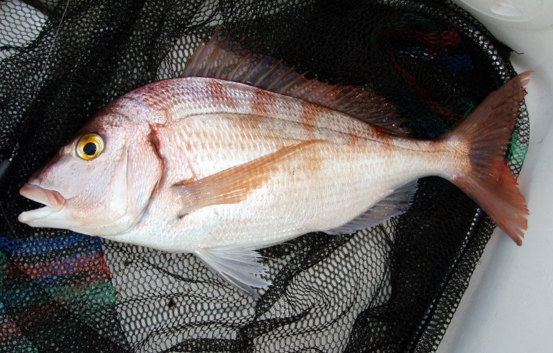 Pagellus bogaraveo