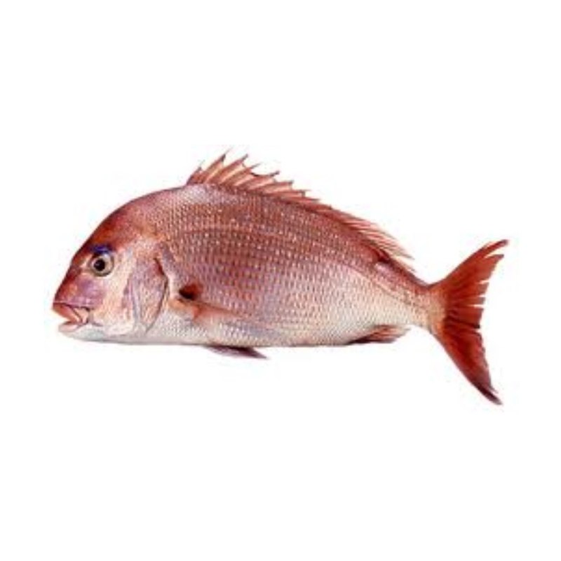 Bream Fish