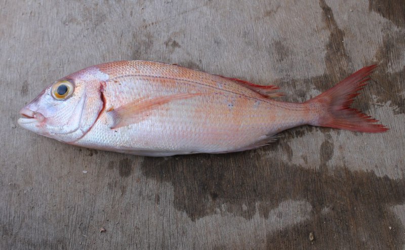 Pagellus erythrinus