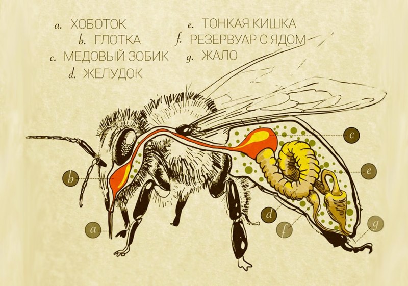 Строение пчелы зобик