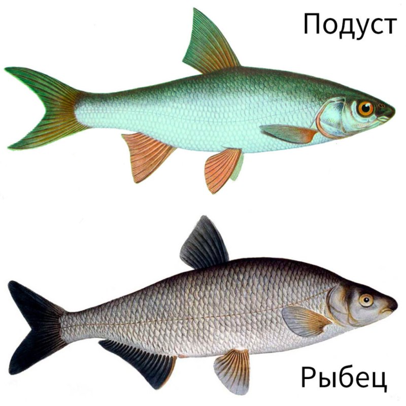 Подуст плотва
