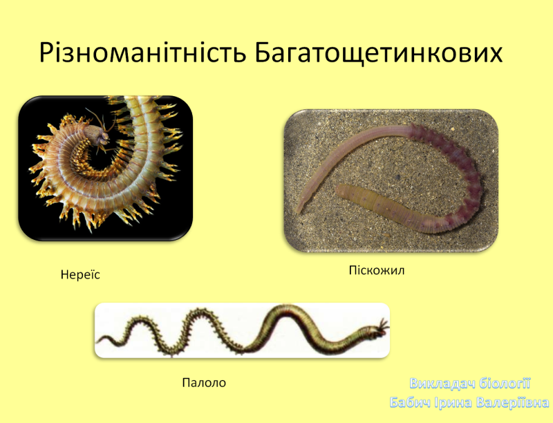 Палоло кольчатый червь