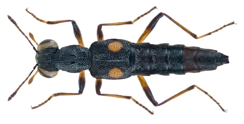 Stenus Niveus