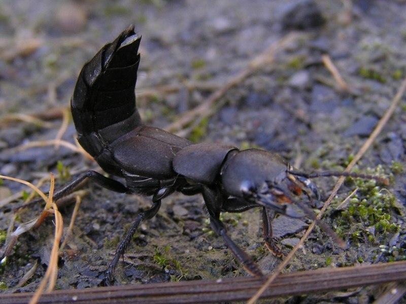 Ocypus Olens