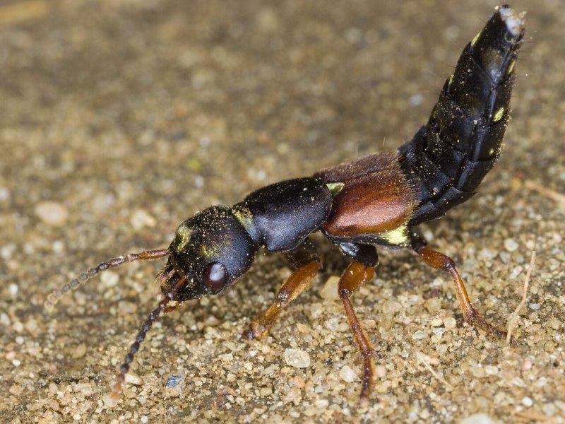 Staphylinus erythropterus