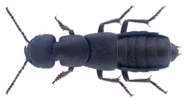 Ocypus picipennis