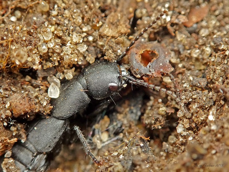 Стафилин пахучий (Ocypus Olens)