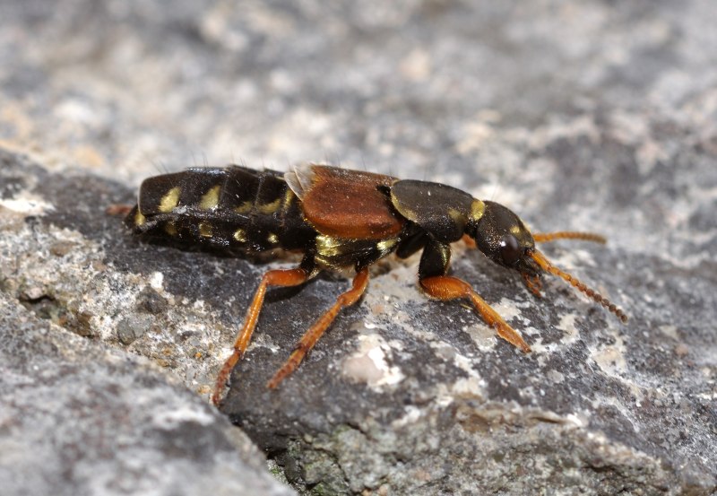 Staphylinus caesareus