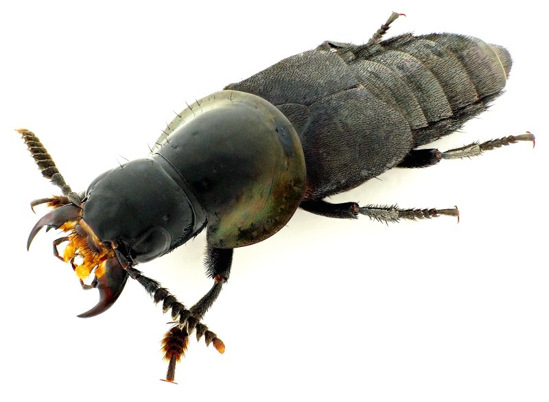 Жук Velleius dilatatus