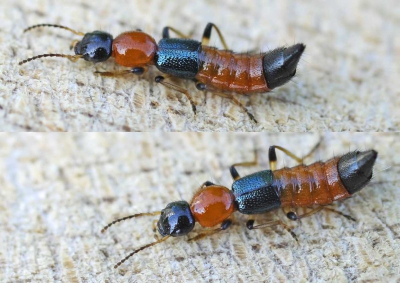 Стафилиниды (семейство Staphylinidae)