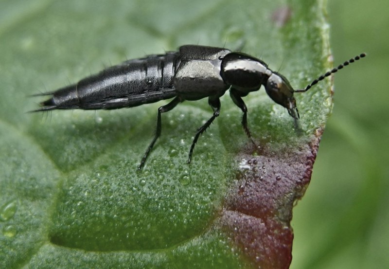 Philonthus spinipes