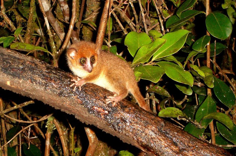 Cheirogaleus crossleyi