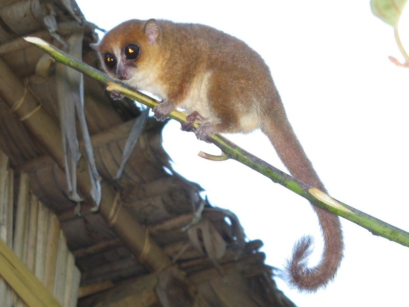 Microcebus lehilahytsara