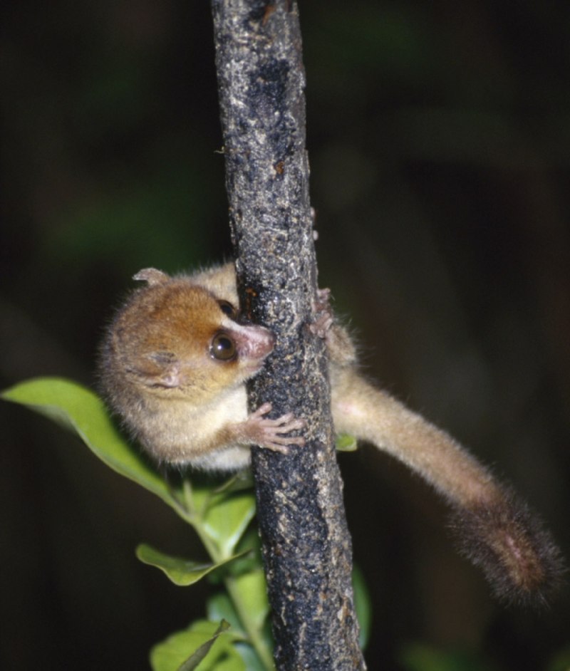Microcebus Rufus
