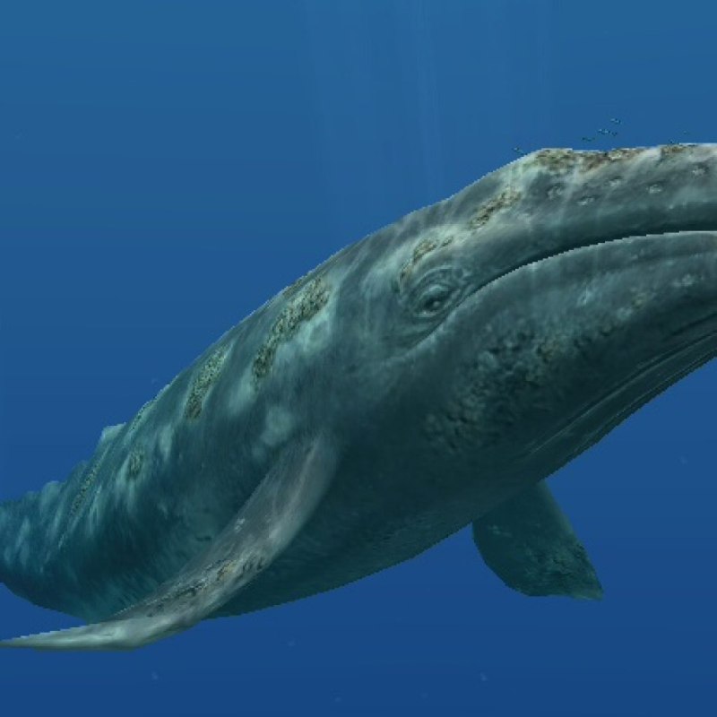 Серый кит (Eschrichtius gibbosus)