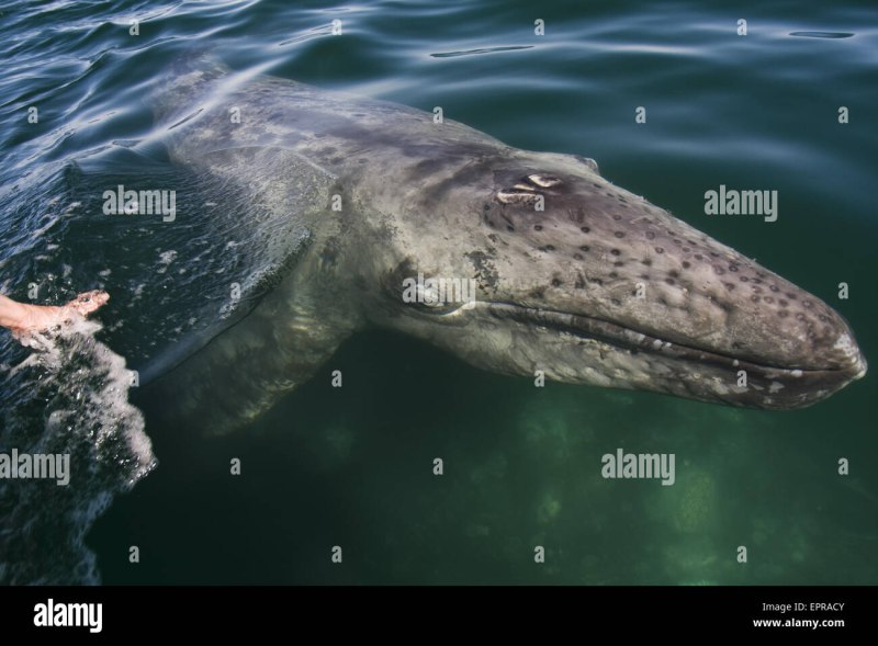 Gray Whale Eschrichtius robustus серый кит