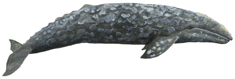 Gray Whale Eschrichtius robustus серый кит
