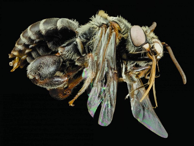 Euglossa Dilemma