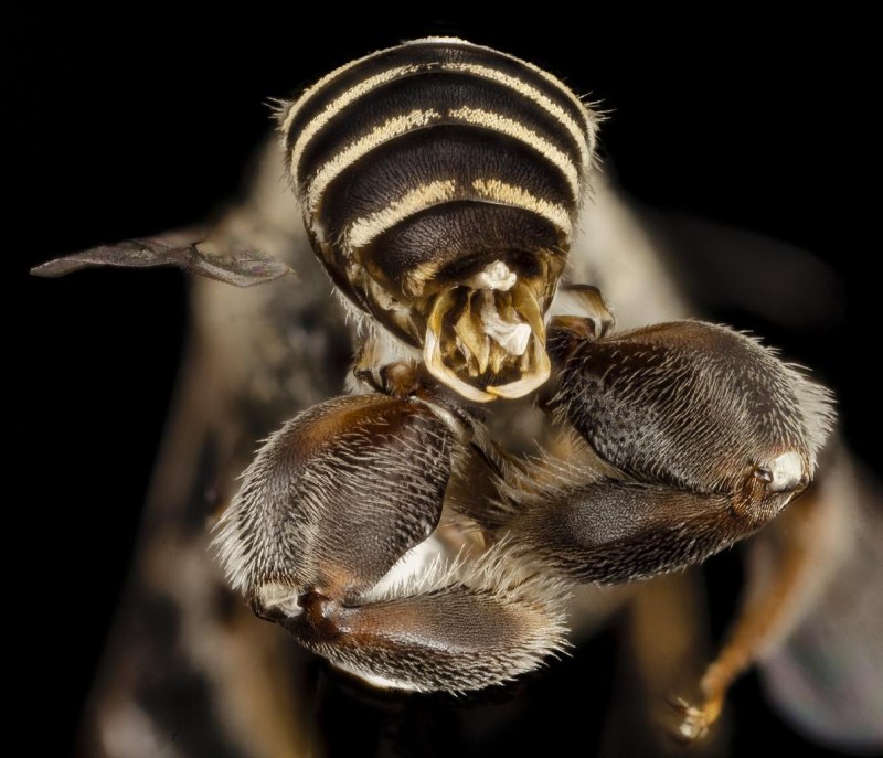 Chimney for Bees