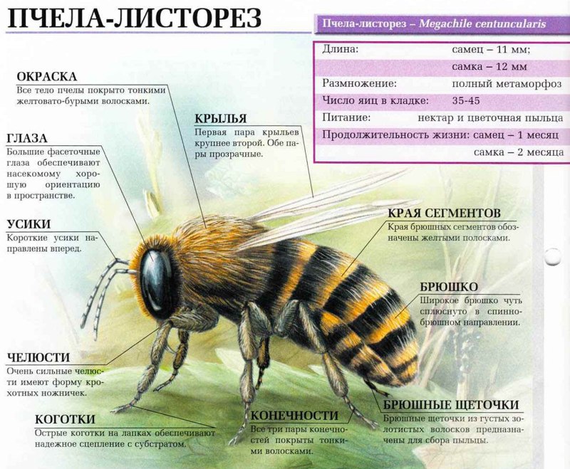 Характеристика пчелы