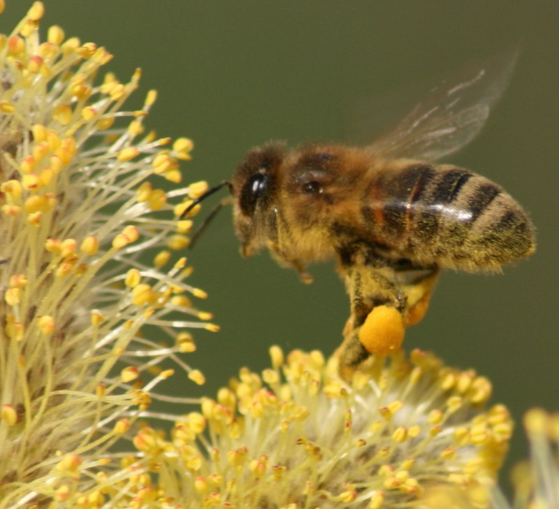 Пчела APIS mellifera