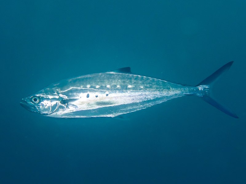 Queenfish рыба