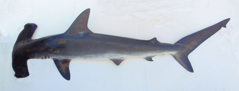 Eusphyra blochii