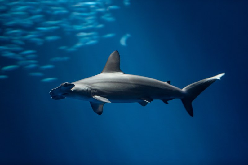 Hammerhead aggregation
