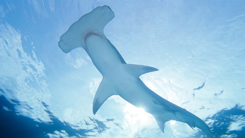 Sphyrna Zygaena