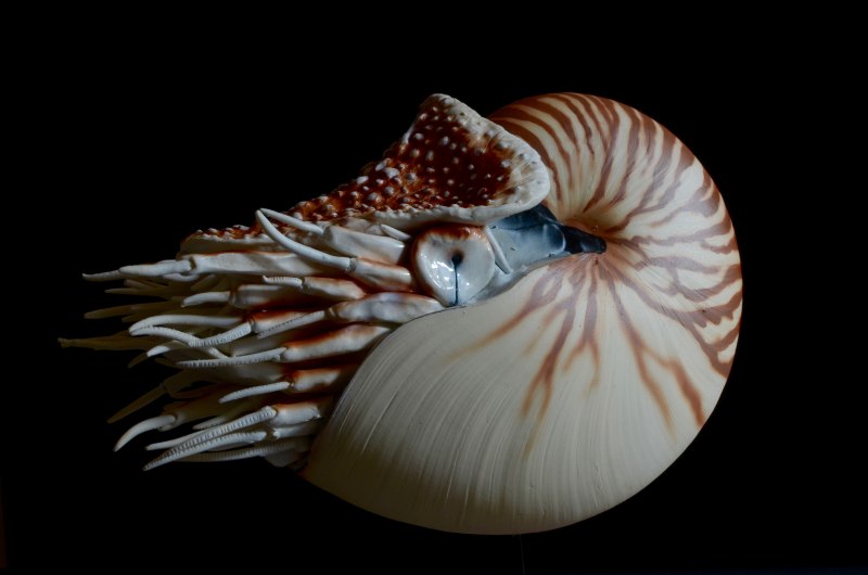 Раковина моллюска Nautilus Pompilius